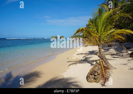 Plage des Caraïbes Pacifique avec cocotier et îlots en arrière-plan, Panama, Bocas del Toro, l'Amérique centrale Banque D'Images
