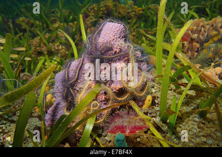 Créatures sous-marines avec tube de branchement par suenson recouvert d'éponge fragile de l'étoile dans la mer des Caraïbes Banque D'Images