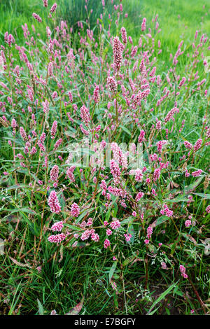 Polygonum persicaria Knotgrass Chevalier arlequin ou une espèce indigène sauvage poussant dans un pré à Somerset UK Banque D'Images