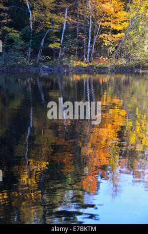 Reflet de belles feuilles d'automne sur le lac Banque D'Images