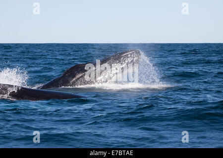 Des profils baleine à bosse (Megaptera novaeangliae) sphyhopping à Byron Bay, New South Whales, Australie Banque D'Images