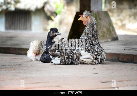 Trois différentes tailles, différents type de poulets assis Banque D'Images