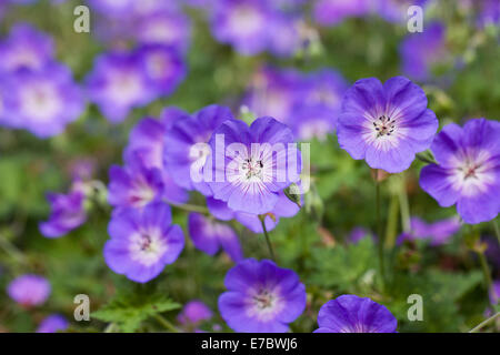 Geranium Rozanne  = 'Gerwat'. Banque D'Images