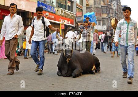 Un homme touche la corne d'une vache assise sur une rue à Mumbai Banque D'Images