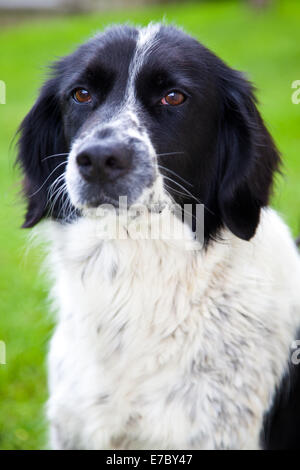 Chien dans le jardin Banque D'Images