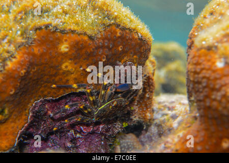 Pulvérisation agile Percnon gibbesi crabe sur le corail. Banque D'Images