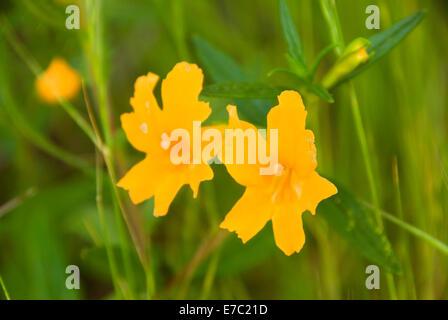 Sticky Monkey Flower (Mimulus auranticus), Dos Picos Parc régionale de comté, le comté de San Diego, Californie Banque D'Images