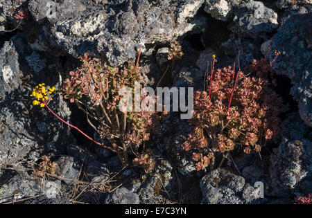 Aeonium spathulatum (orpin, houseleek, bejequillo canario) floraison en mai sur les laves basaltiques près de Montana, Tenerife Chinyero Banque D'Images