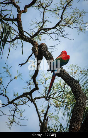 Dans un arbre de l'Ara - Vue d'un ara rouge sur les branches d'arbres Banque D'Images