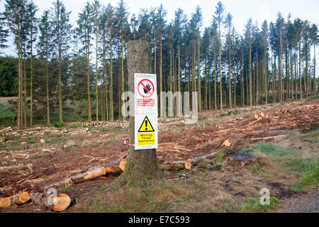 L'abattage des opérations forestières dans le parc national du Dartmoor, Bellever forêt, Postbridge, Devon, Angleterre Banque D'Images