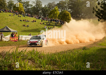 Coffs Harbour, Australie, samedi, 13 Septembre, 2014. Mads Ostberg, roulant pour Abu Dhabi Citroën Total World Rally Team passe par un spectateur sur scène 11 point spécial de rallye d'Australie. Ostberg a réussi à terminer les 12 premières étapes en sixième place au classement général. Banque D'Images