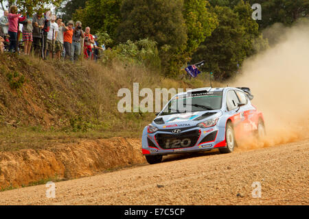 Coffs Harbour, Australie, samedi, 13 Septembre, 2014. Australian Chris Atkinson sur l'étape spéciale 11 du Rallye d'Australie. Atkinson et son co-pilote Stephane Prevot, roulant pour Toyota Motorsport World Rally Team a réussi à terminer les 12 premières étapes de l'événement en 11e place au classement général. Banque D'Images