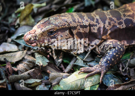 Lézard brun - Gros plan du visage d'un grand lézard brun Banque D'Images