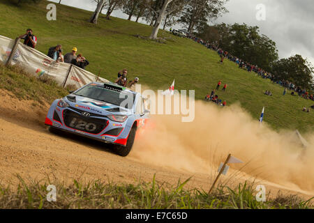 Coffs Harbour, Australie, samedi, 13 Septembre, 2014. Haydon Paddon tourne selon le spectateur sur le point 11 de l'étape spéciale rallye d'Australie. Paddon, roulant pour Toyota Motorsport World Rally Team a été en mesure de placer septième au classement général après 12 étapes. Banque D'Images