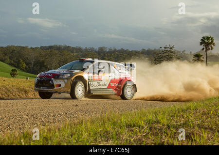 Coffs Harbour, Australie, samedi, 13 Septembre, 2014. Mads Ostberg, roulant pour Citroën Total World Rally Team Abu Dhabi sur l'étape 12 du Rallye d'Australie. Ostberg a réussi à terminer les 12 premières étapes en sixième place au classement général. Banque D'Images