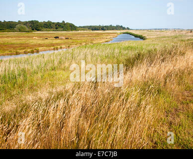 Le pâturage du bétail sur les pâturages des zones humides de marais, rivière Deben, plaine de Waldringfield, Suffolk, Angleterre Banque D'Images