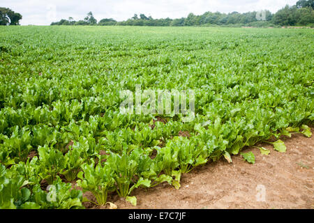 Les pousses vertes de la betterave, Beta vulgaris, de l'agriculture dans un champ près de Shottisham, Suffolk, Angleterre Banque D'Images