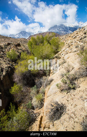 Neige de printemps dans l'Est de la Sierra Nevada. La Californie, USA Banque D'Images