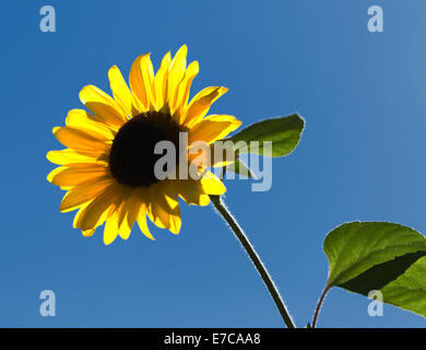 Le tournesol à Kelowna (C.-B.) Banque D'Images