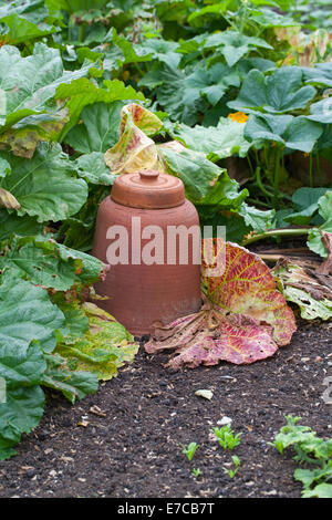 La rhubarbe (Rheum rhaponticum). La céramique ou terre cuite pot spécialement conçue pour couvrir une usine, privant ainsi de la lumière. Banque D'Images