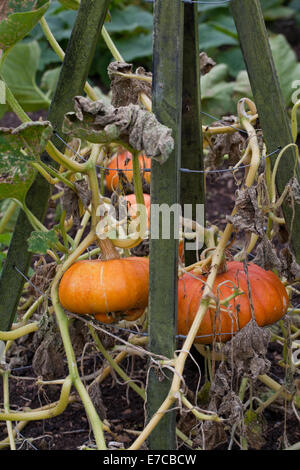 Turk's Turban Citrouille, courge ou courge (Cucurbita maxima). Fruits d'ornement cultivés, ou 'légumes'. De plus en plus et s Banque D'Images