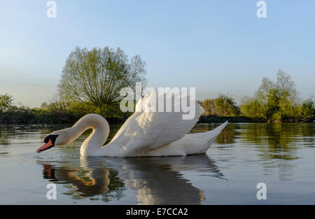 Cygne blanc se nourrit de la Tamise à la lecture Banque D'Images