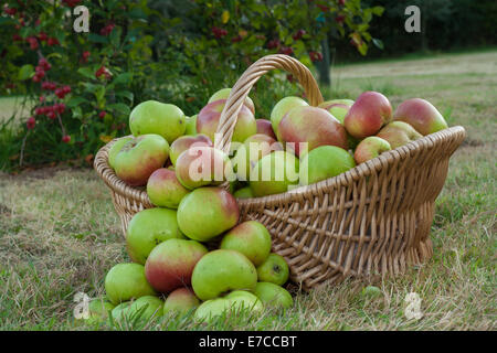 Bramley pommes (Malus domestica) dans un panier. Situé dans un verger, Banque D'Images