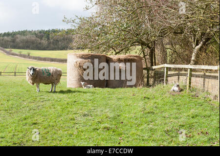 Moutons et agneaux par bottes de foin dans une ferme près de la Warwickshire village de Wooton Wawen dans les Midlands, England, UK Banque D'Images