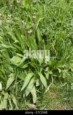 À feuilles étroites ou lancéole plantain (Plantago lanceolata). Les fleurs et les feuilles. Bord de la route. De juin. Ingham. Le Norfolk. UK. Banque D'Images