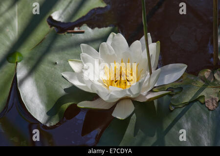 White Water-lily (Nymphaea alba). Calthorpe Large, NNR. Le SISP. Le Norfolk. Banque D'Images