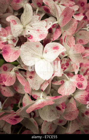 L'hydrangea hortensis blossom close up Banque D'Images
