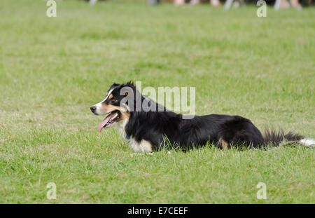 Vapeur & country fayre Bedfordshire, ancien directeur de l'Park, Shuttleworth, UK.L'un des chiens de berger à l'écran. Crédit : Scott Carruthers/Alamy Live News Banque D'Images