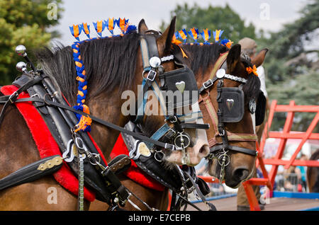 Vapeur & country fayre Bedfordshire, ancien directeur de l'Park, Shuttleworth, UK .Fermer deux shiire les têtes des chevaux. Crédit : Scott Carruthers/Alamy Live News Banque D'Images