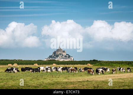 France Manche baie du Mont Saint Michel classé Patrimoine Mondial de l'UNESCO, vache dans les pâturages et le Mont Saint Michel dans l'arrière-plan Banque D'Images