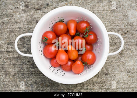 Lycopersicon esculentum. Passoire de tomates fraîchement cueillies. Banque D'Images