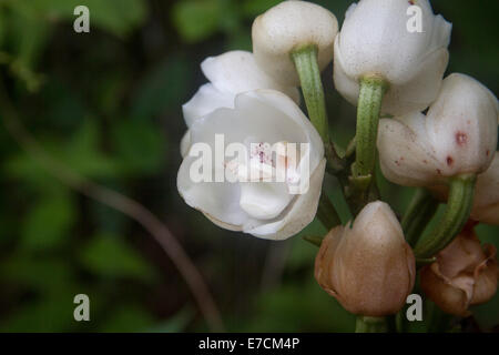 Wild Peristeria elata Saint-esprit fleurs orchidée Banque D'Images