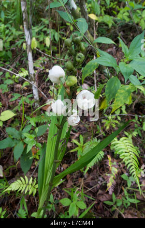 Peristeria elata Saint-esprit Wild Orchid Banque D'Images