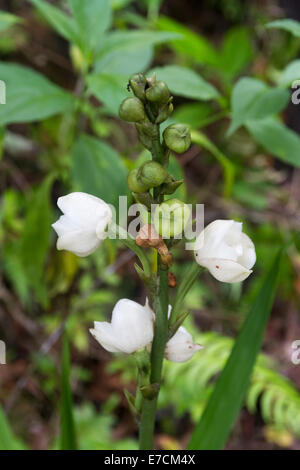 Wild Peristeria elata Saint-esprit fleurs orchidée Banque D'Images