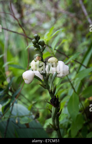 Wild Peristeria elata Saint-esprit fleurs orchidée Banque D'Images