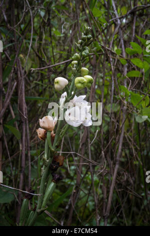 Wild Peristeria elata Saint-esprit fleurs orchidée Banque D'Images