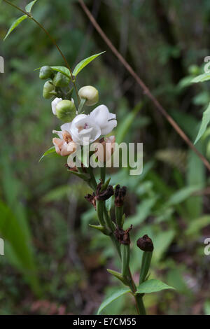 Wild Peristeria elata Saint-esprit fleurs orchidée Banque D'Images