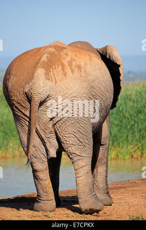 Grand éléphant africain (Loxodonta africana) par derrière, l'Addo Elephant National Park, Afrique du Sud Banque D'Images