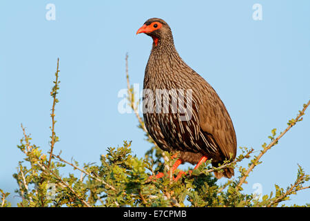 Francolin à bec rouge (red-necked Pternistis afer) assis dans un arbre contre un ciel bleu, Afrique du Sud Banque D'Images