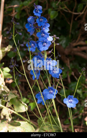 Delphinium bleu géant du Pacifique Banque D'Images