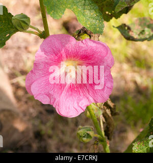 Fleur Rose Alcea communément connu sous le nom de roses trémières Banque D'Images