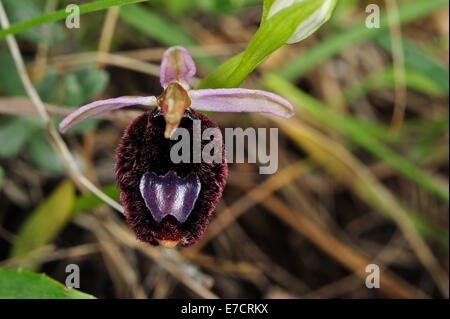 Wild Orchid Ophrys, bertoloniiformis Orchideaceae, Parc National du Gargano, Pouilles, Italie Banque D'Images