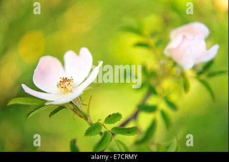 Dog Rose, rosa canina, Rosaceae, Rascino Plateau, Rieti, Latium, Italie Banque D'Images