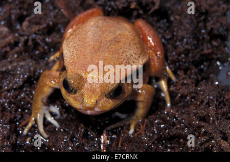 La grenouille tomate faux, Dyscophus guineti, endémique, des Microhylidae de Madagascar, Afrique Banque D'Images