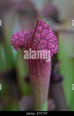 Plantes carnivores; gros plan du pichet violet de Sarracenia nord-américain ou de la plante carnivore de « pichets de trompette » avec entonnoir pour recueillir les insectes. Banque D'Images