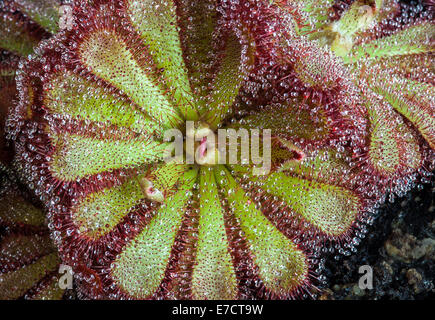 Drosera aliciae, la droséra, Alice est une plante carnivore de la famille des Droseraceae. Elle est originaire d'Afrique du Sud. Banque D'Images